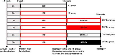 Modulation of TRIB3 and Macrophage Phenotype to Attenuate Insulin Resistance After Downhill Running in Mice